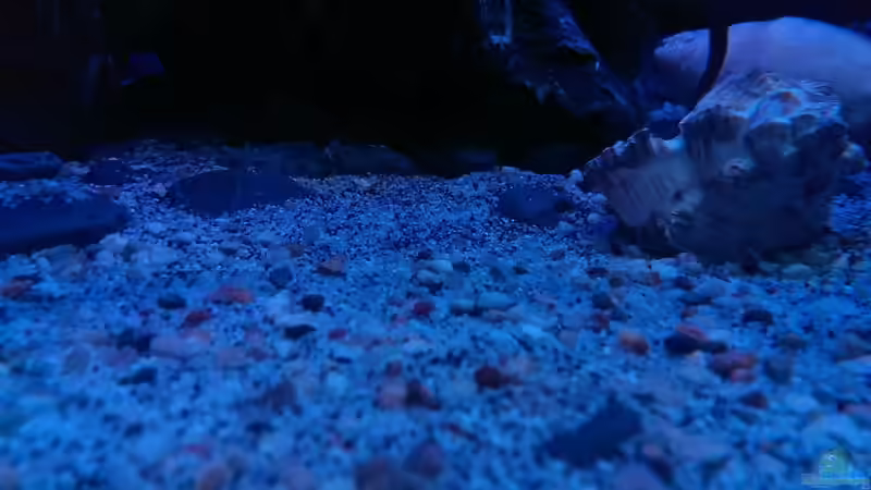 Dekoration im Aquarium Malawi Nonmbunas von Ella Tinkerbella (7)