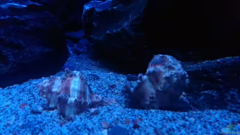 Dekoration im Aquarium Malawi Nonmbunas von Ella Tinkerbella (9)