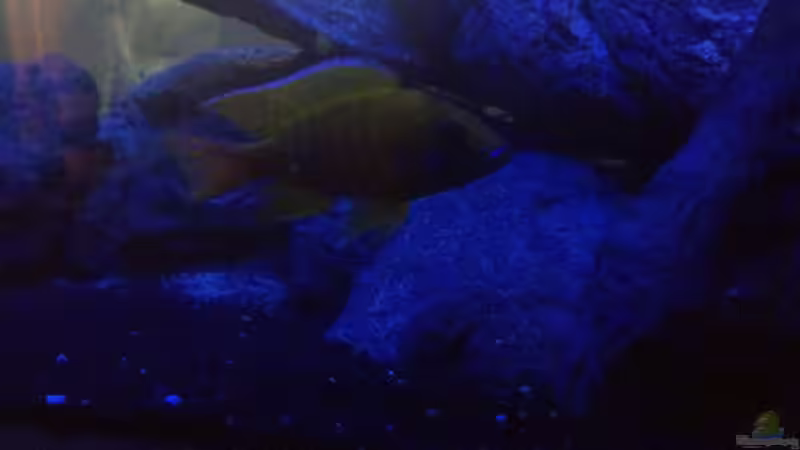 Dekoration im Aquarium Malawi (nur noch als Beispiel) von der Steirer (15)