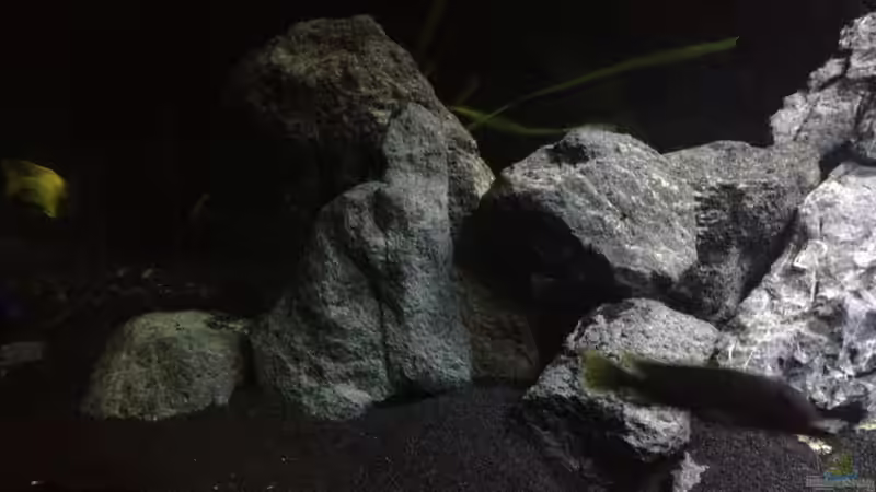 Dekoration im Aquarium Malawi (nur noch als Beispiel) von der Steirer (9)
