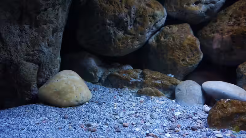 Dekoration im Aquarium Malawi (nur noch Beispiel) von andreas32 (27)