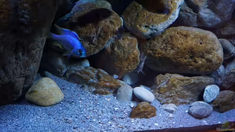 Dekoration im Aquarium Malawi (nur noch Beispiel) von andreas32 (28)