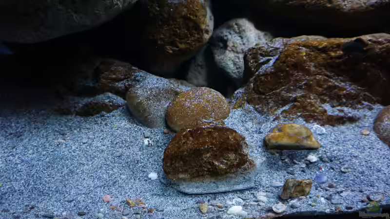 Dekoration im Aquarium Malawi (nur noch Beispiel) von andreas32 (29)