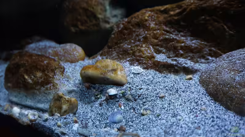 Dekoration im Aquarium Malawi (nur noch Beispiel) von andreas32 (30)