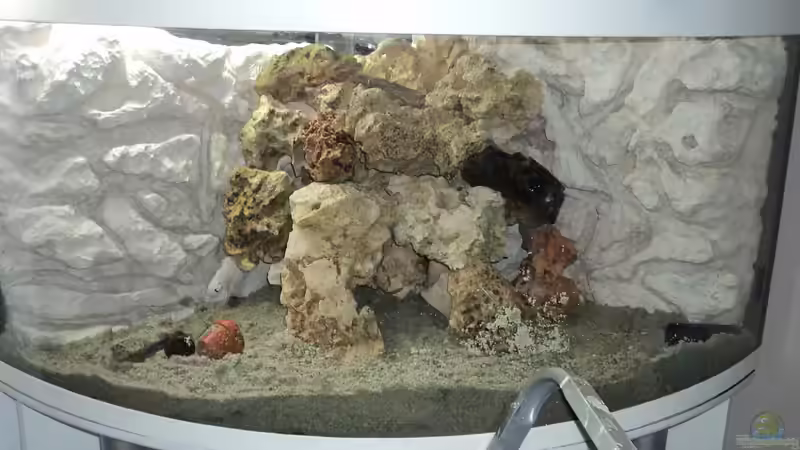 Dekoration im Aquarium Malawi Panorama Eckbecken von malawifans (10)