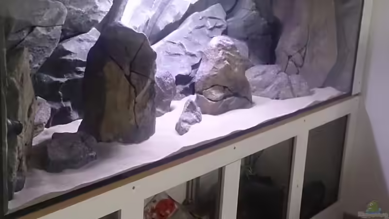 Dekoration im Aquarium Malawi Pfütze von Warsteiner (13)