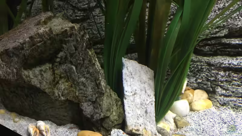 Dekoration im Aquarium Malawi Purkersdorf von Purki (80)