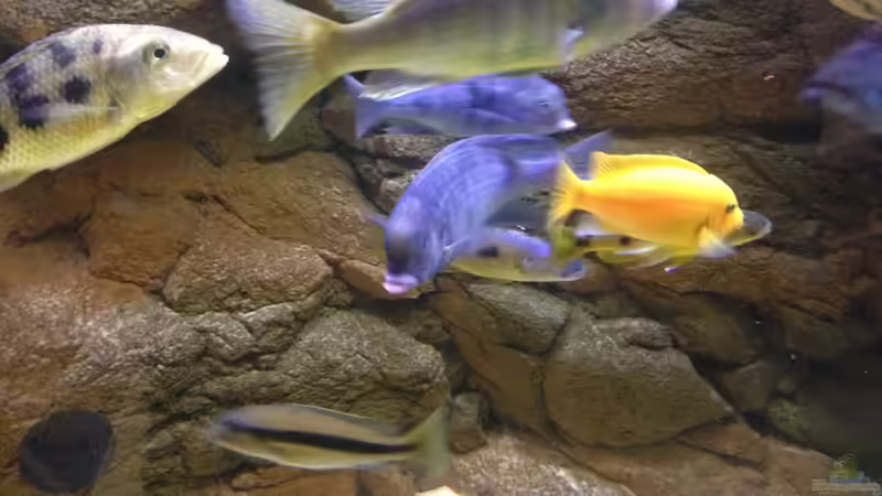 Dekoration im Aquarium Malawi Räuber von Wimmer Jürgen (11)