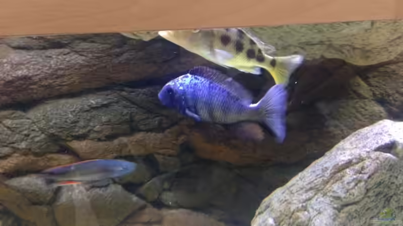 Dekoration im Aquarium Malawi Räuber von Wimmer Jürgen (13)