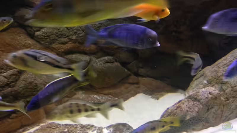 Dekoration im Aquarium Malawi Räuber von Wimmer Jürgen (14)