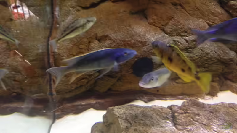 Dekoration im Aquarium Malawi Räuber von Wimmer Jürgen (15)