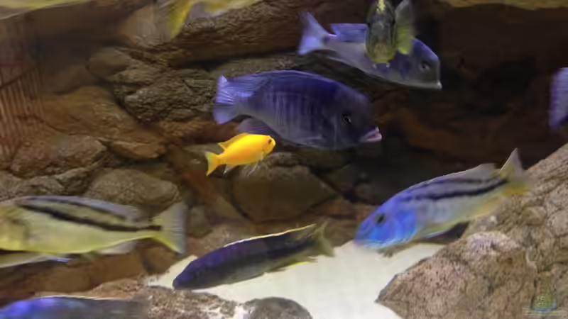 Dekoration im Aquarium Malawi Räuber von Wimmer Jürgen (16)