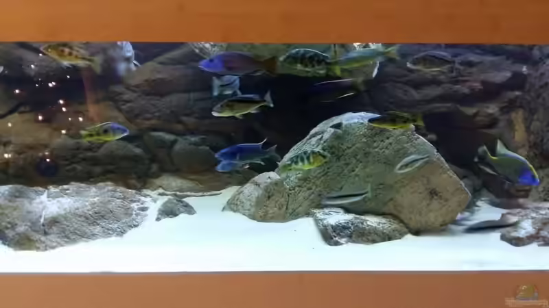 Dekoration im Aquarium Malawi Räuber von Wimmer Jürgen (8)