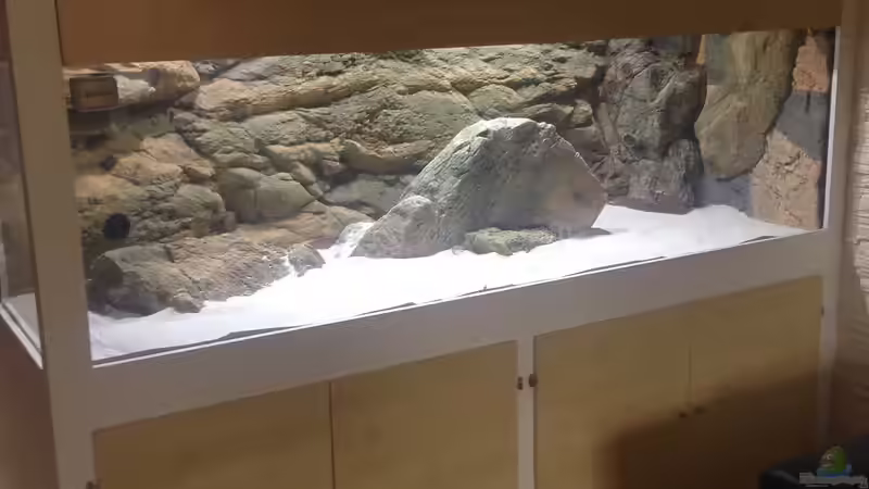 Dekoration im Aquarium Malawi Räuber von Wimmer Jürgen (9)