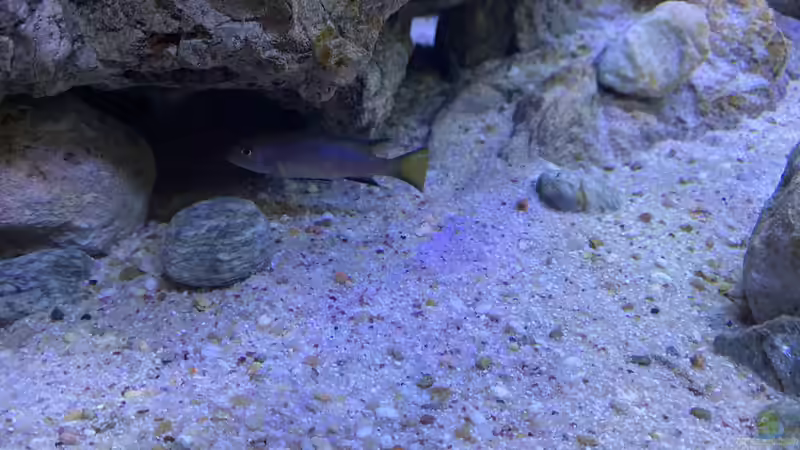 Dekoration im Aquarium Malawi Reef 2.0 von Jean-Paul Ambord (7)