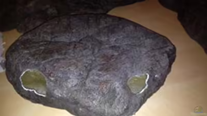 Dekoration im Aquarium Malawi Reef von Tobias Sch. (38)