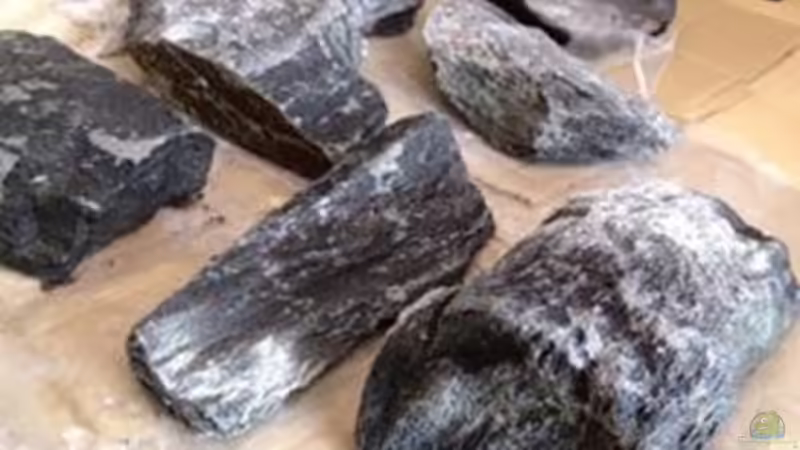 Dekoration im Aquarium Malawi Reef von Tobias Sch. (42)