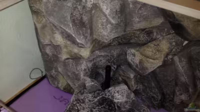 Dekoration im Aquarium Malawi Reef von Tobias Sch. (46)