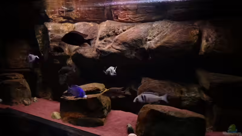 Dekoration im Aquarium Malawi rough shore (Nur noch als Beispiel) von TheToxicAvenger (18)