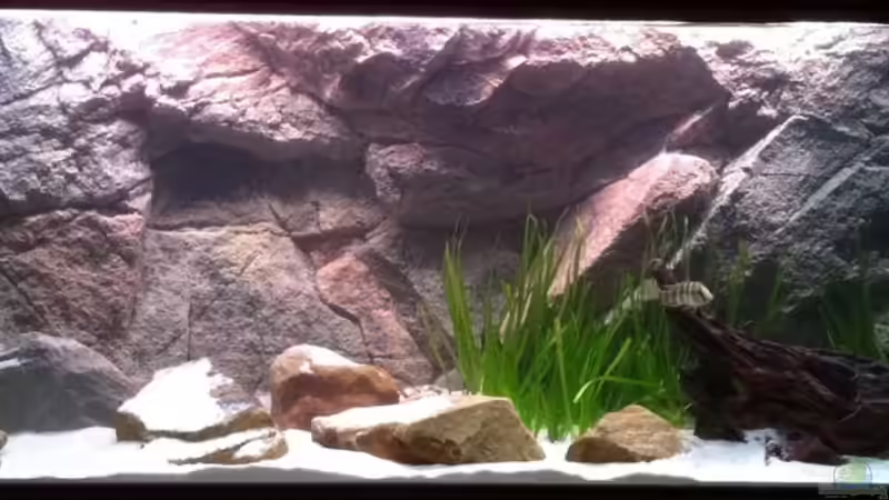 Dekoration im Aquarium Malawi sandy shore(Nur noch als Beispiel) von TheToxicAvenger (17)