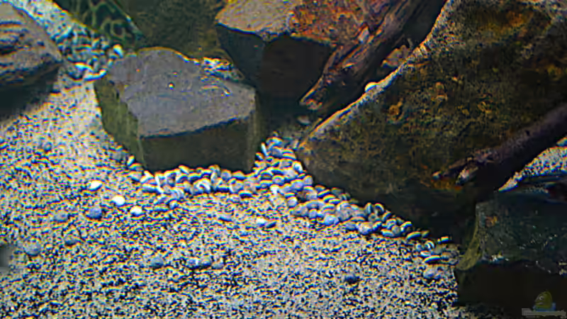Dekoration im Aquarium Malawi See ( Uferzone ) von Midgard (9)