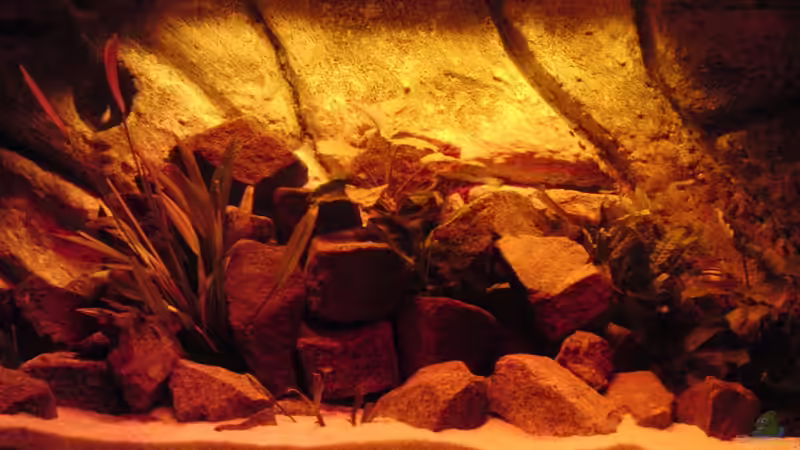 Dekoration im Aquarium Malawi see von Denny Schubert (10)