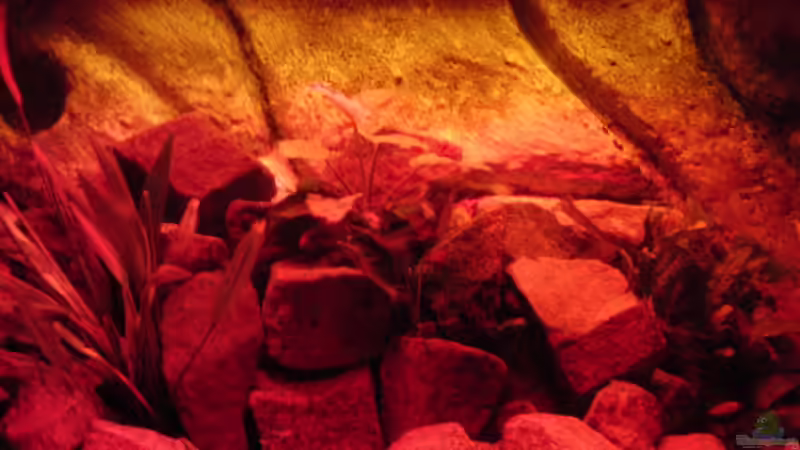 Dekoration im Aquarium Malawi see von Denny Schubert (11)