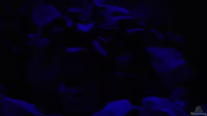 Dekoration im Aquarium Malawi see von Denny Schubert (12)