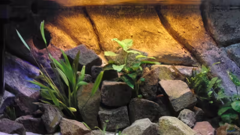 Dekoration im Aquarium Malawi see von Denny Schubert (9)