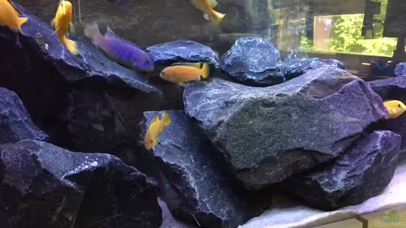 Dekoration im Aquarium Malawi Studio von Living Trees (6)