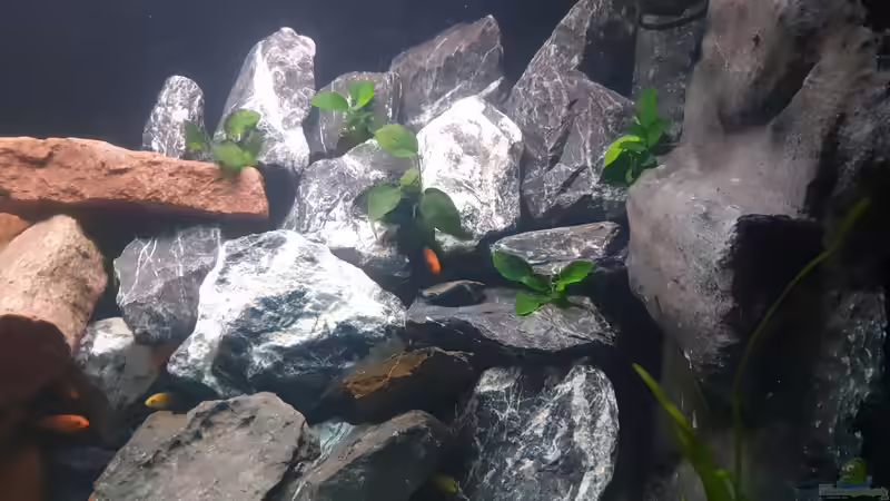 Dekoration im Aquarium Malawi Tank von EliJac (4)