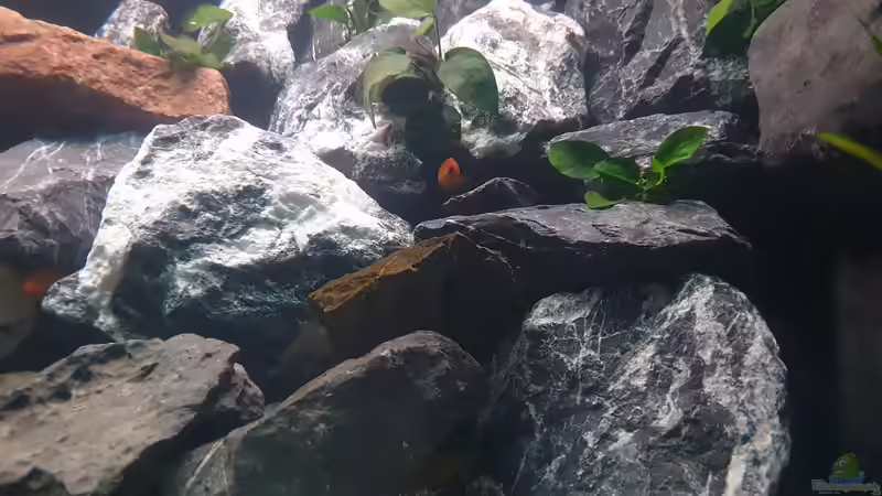 Dekoration im Aquarium Malawi Tank von EliJac (5)