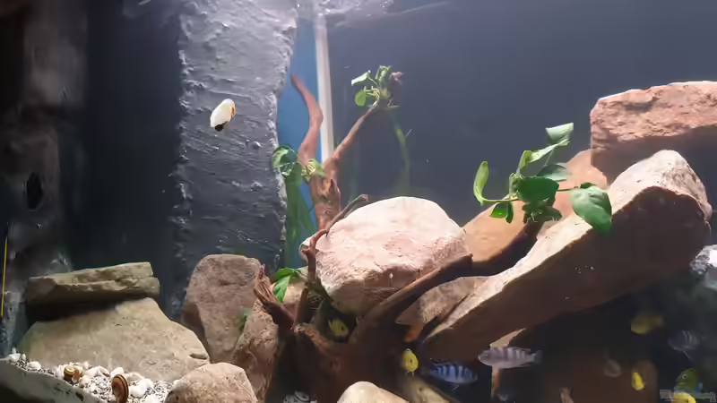 Dekoration im Aquarium Malawi Tank von EliJac (6)