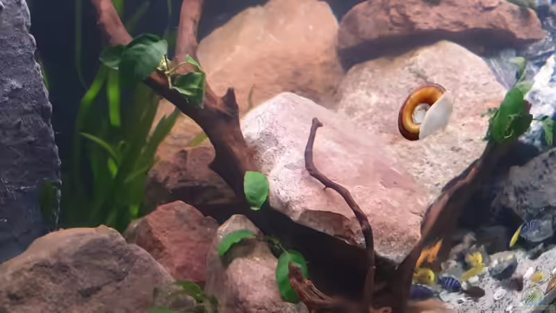 Dekoration im Aquarium Malawi Tank von EliJac (7)