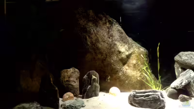 Dekoration im Aquarium Malawi TV (nur noch als Beispiel) von Chris_R. (18)