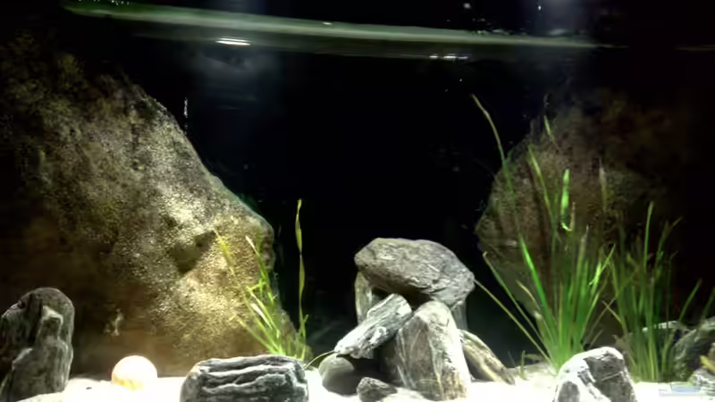 Dekoration im Aquarium Malawi TV (nur noch als Beispiel) von Chris_R. (19)