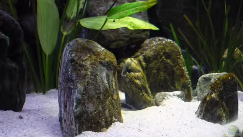 Dekoration im Aquarium Malawi TV (nur noch als Beispiel) von Chris_R. (21)