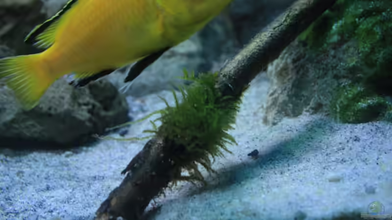 Dekoration im Aquarium Malawi und Beton von skipper1202 (20)