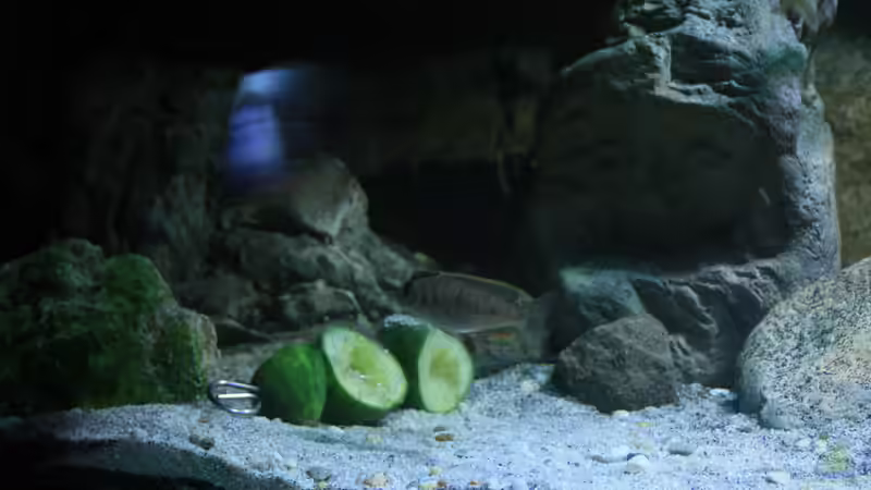 Dekoration im Aquarium Malawi und Beton von skipper1202 (21)