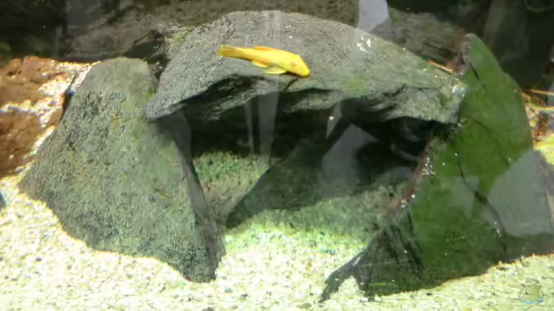 Dekoration im Aquarium Malawi/Viktoria Becken 420l von Malawi420l (3)