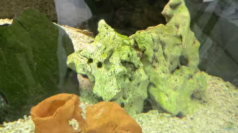 Dekoration im Aquarium Malawi/Viktoria Becken 420l von Malawi420l (5)