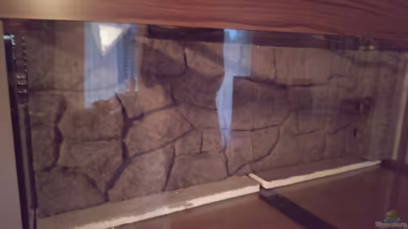 Dekoration im Aquarium Malawi Vision 450 Anfang von Marcel R. (7)