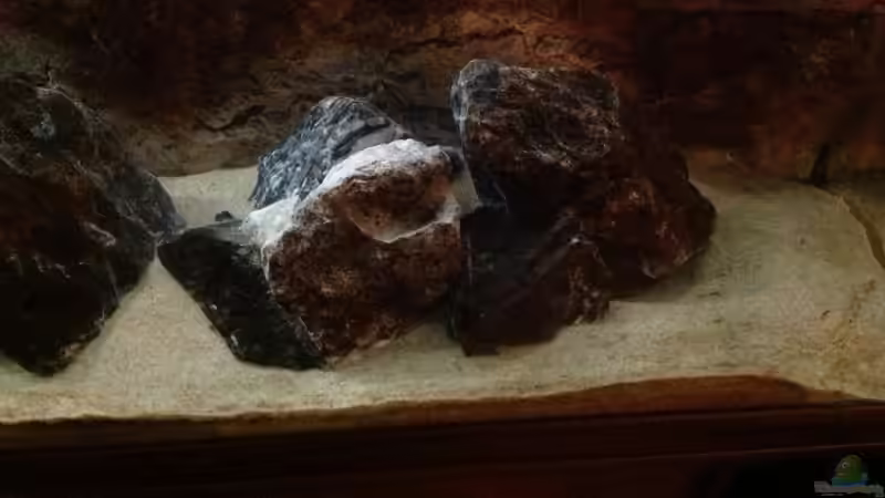 Dekoration im Aquarium Malawi von Aquaflo (10)