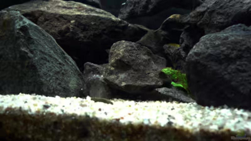 Dekoration im Aquarium Malawi von Cichlid Power (16)