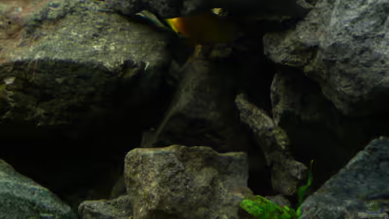 Dekoration im Aquarium Malawi von Cichlid Power (17)