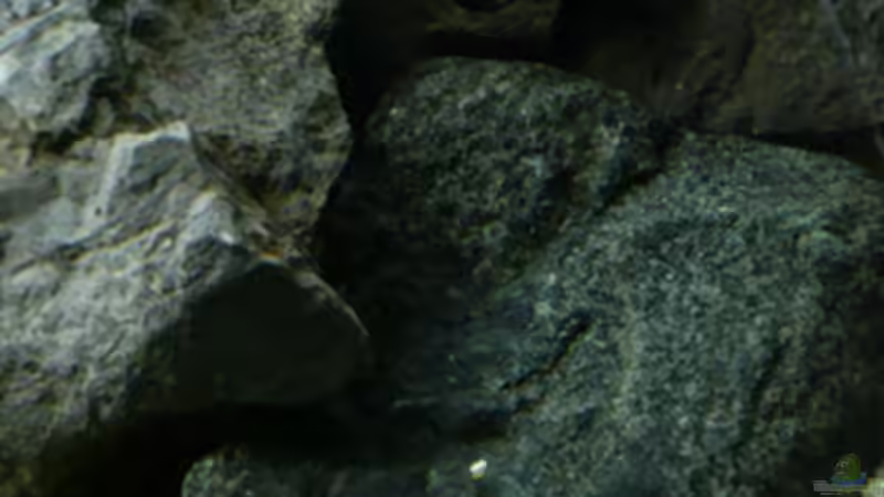 Dekoration im Aquarium Malawi von Cichlid Power (18)