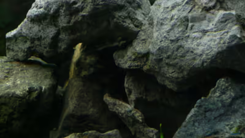 Dekoration im Aquarium Malawi von Cichlid Power (19)