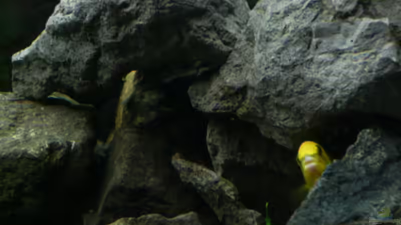 Dekoration im Aquarium Malawi von Cichlid Power (20)