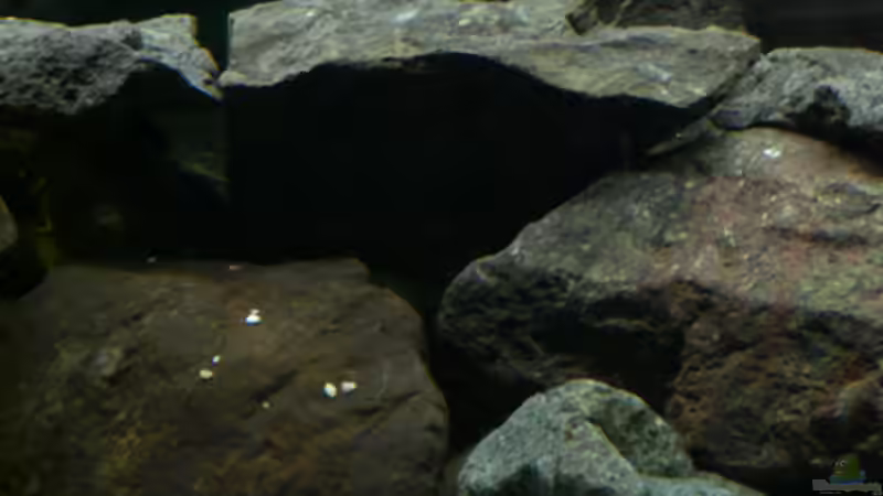 Dekoration im Aquarium Malawi von Cichlid Power (21)