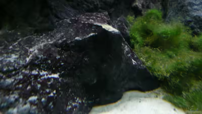 Dekoration im Aquarium Malawi von Cichlid Power (22)